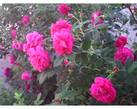 灌木类-四季红玫瑰