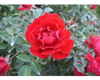 花灌木类苗木-月季