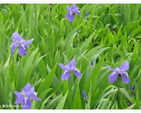 花灌木类苗木-红王