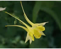 草花类花卉-耧斗菜