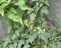 藤本植物-爬山虎