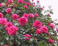 藤本植物-藤本月季